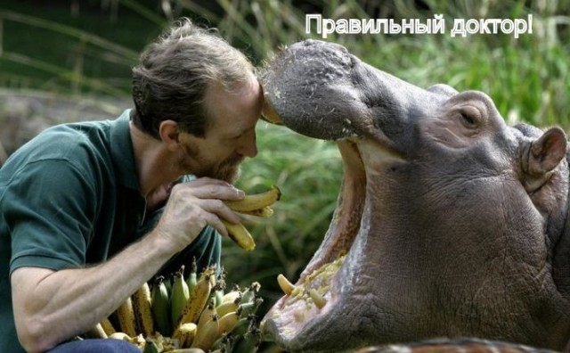 Наркотики для бегемота Глясика