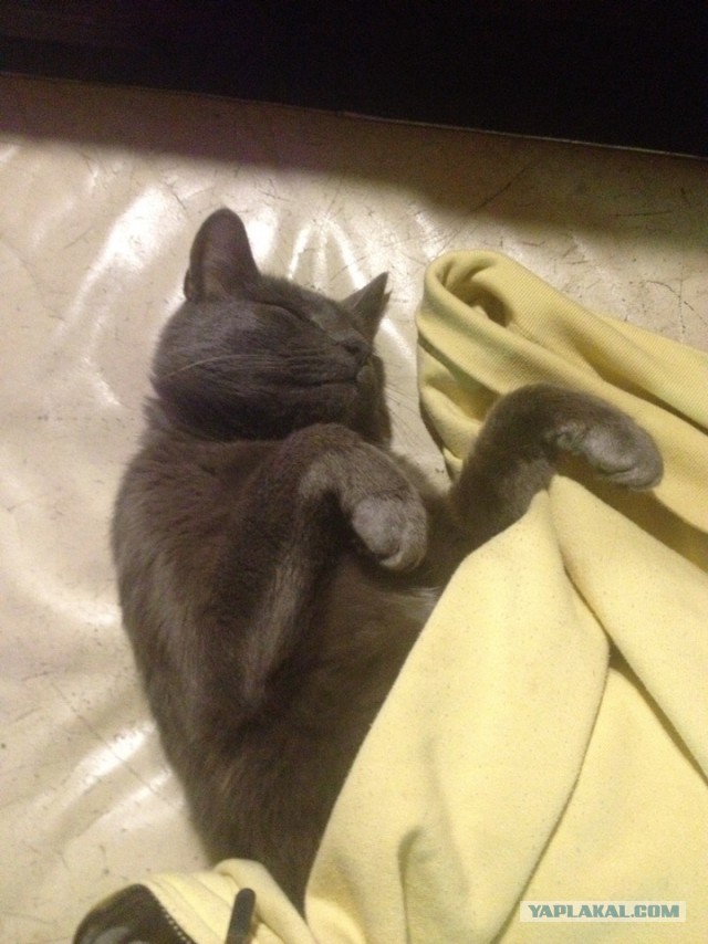 Для чего созданы коты