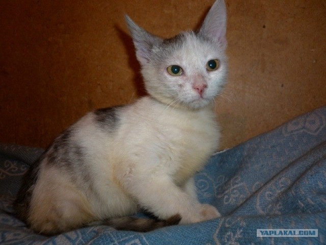 Котовторник 06.12.2011