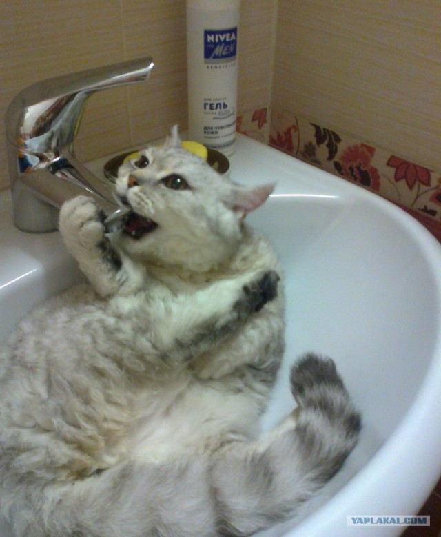 Котовторник 20.12.2011