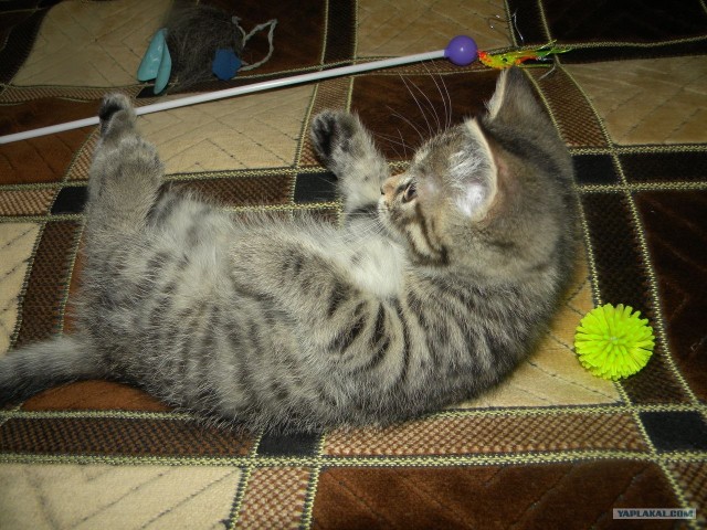 Котовторник (24. 01. 2012 )