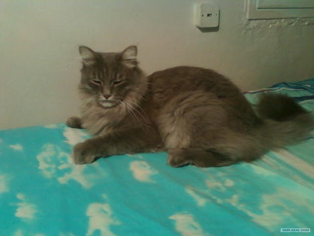 КОТОВТОРНИК (6.03.2012)