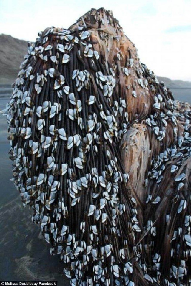 После землетрясения люди нашли на берегу океана странное, покрытое «дредами» создание