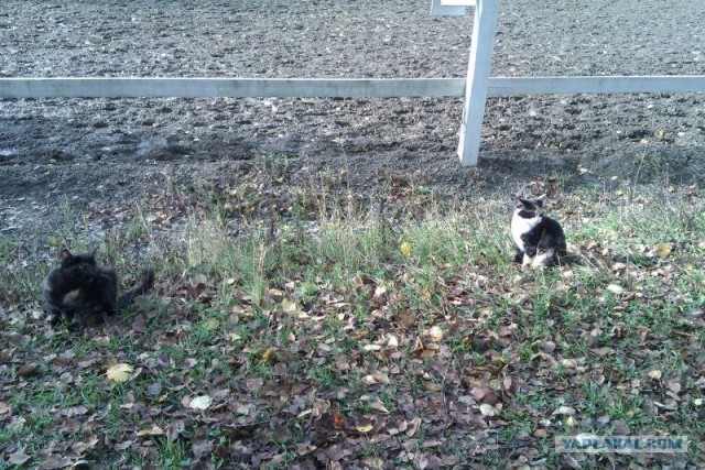 Котовторник   5.06.2012