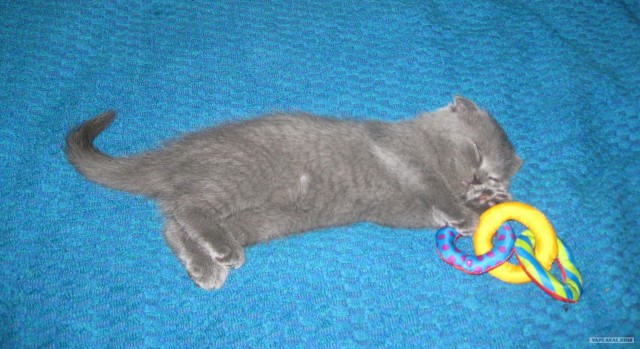 Котовторник  4.09.12