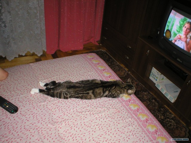 Новогодний Котовторник 01.01.2013