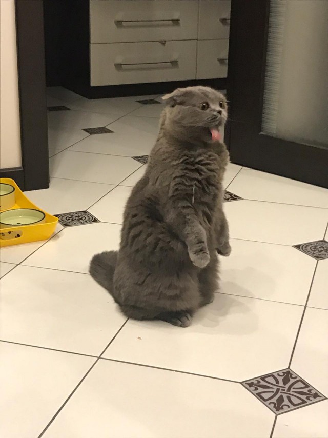 С Днём кошки!