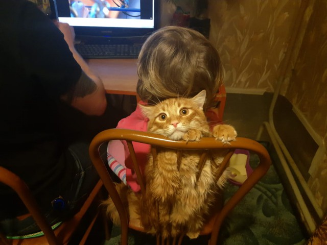 С Днём кошки!