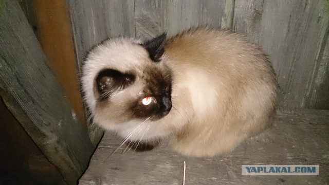 Мне 21 год