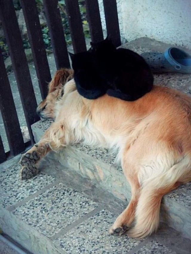 Уже не котовторник, но еще и не собакочетверг