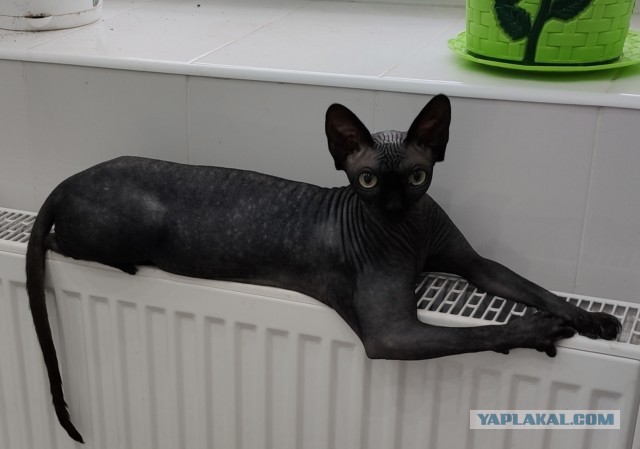 - Надо же понимать такие вещи! (с)Артур Юсупович, "Игла"