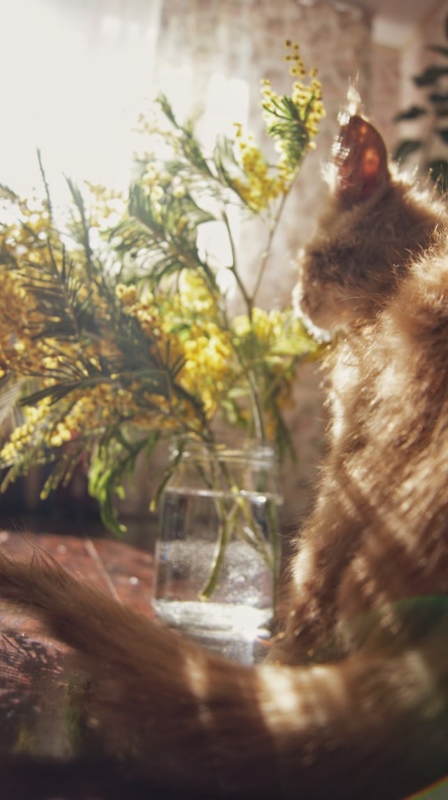Котофеев пост