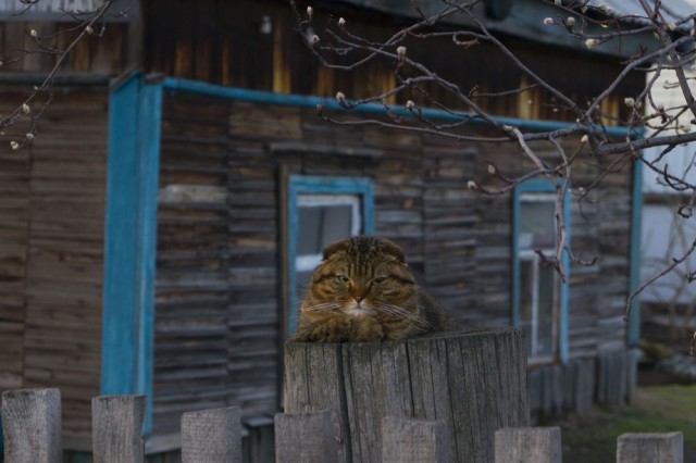 Коты из сети