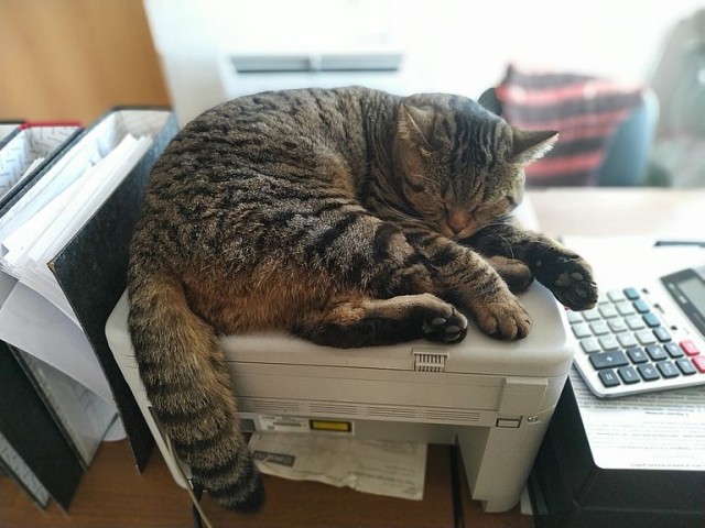 Давайте по котикам, которые с нами на самоизоляции