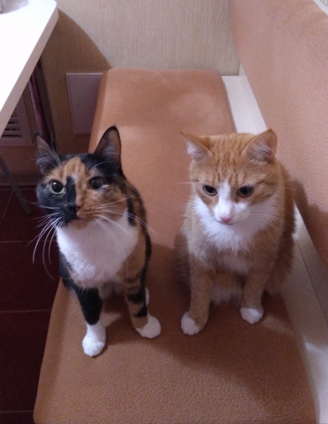 Коты, которые нас порадовали!