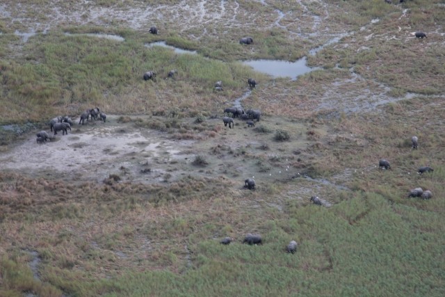 В Африке таинственно погибли сотни слонов