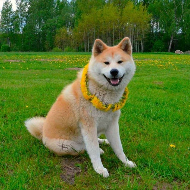 Эти забавные животные