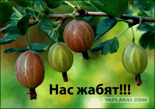 Фотожаба: крыжовник