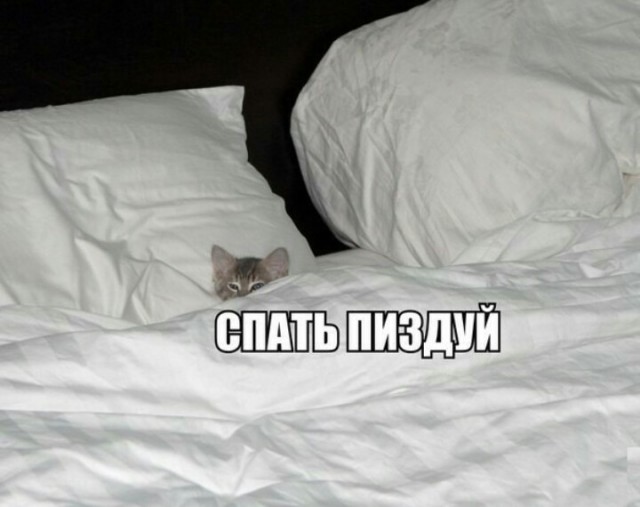 Еще к котовторнику. Поездатые коты