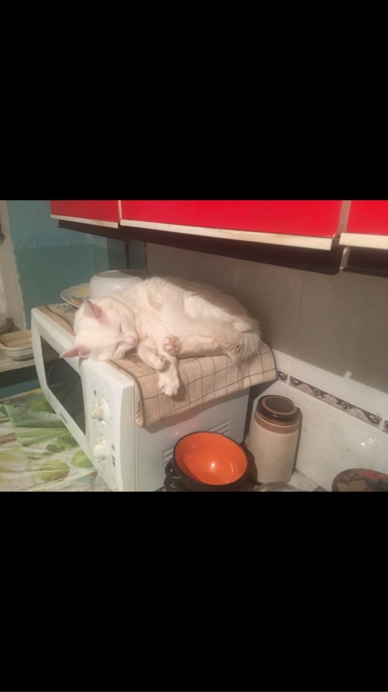 Картинки на котовторник 1.09.20