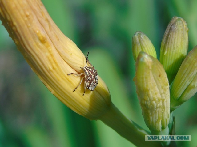 Лучше работы макросъемки Close-Up Photography Awards-2020