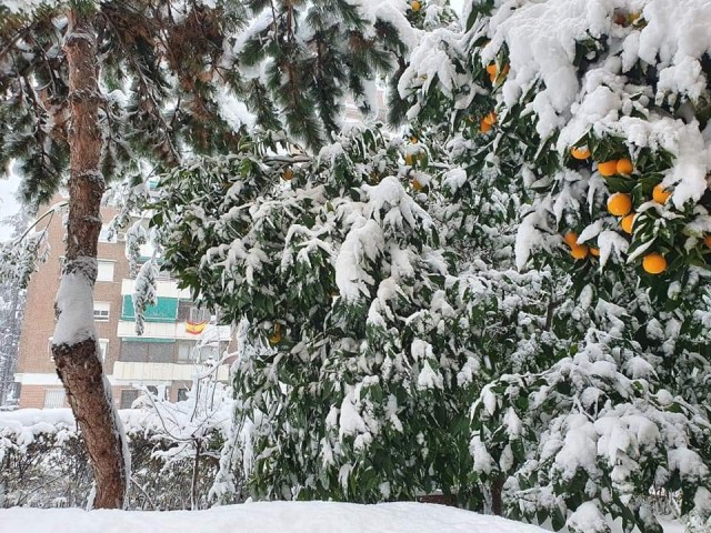 Как в Мадриде встретили самый сильный снегопад за 50 лет