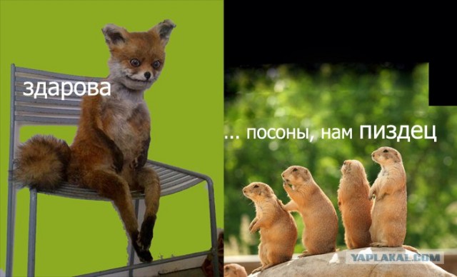 Таксидермия + наркомания