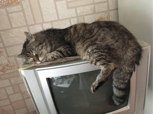 Котовторник. Добавляйте своих