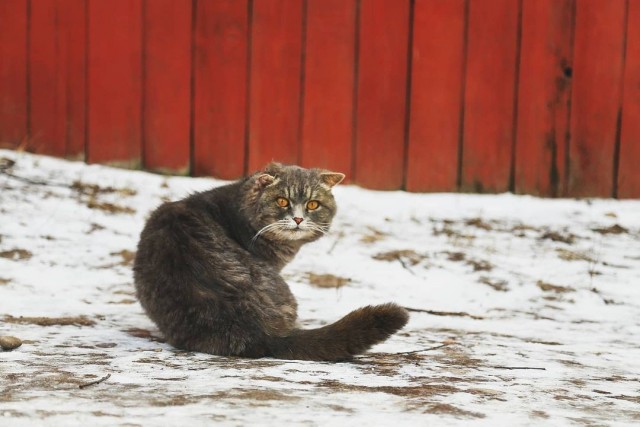 Уличные котаны