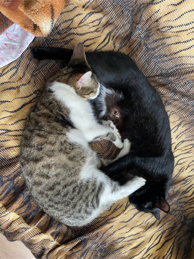 Даешь котовторник!