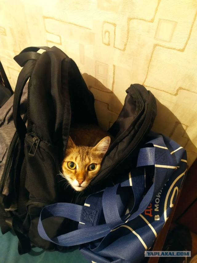 С котовторником!