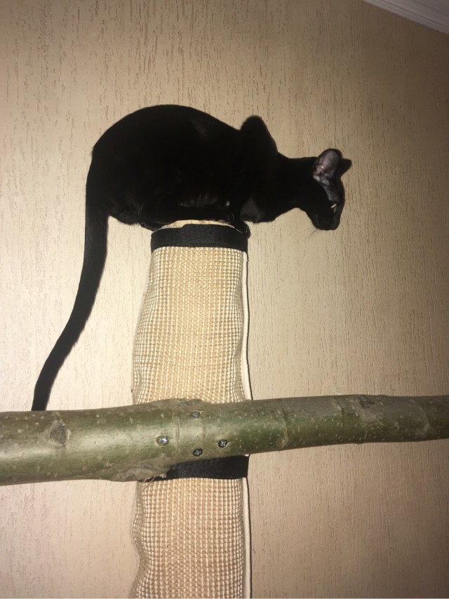 А котовторник уже начался?