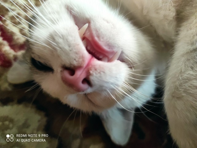 Мои личные котейки к котовторнику!