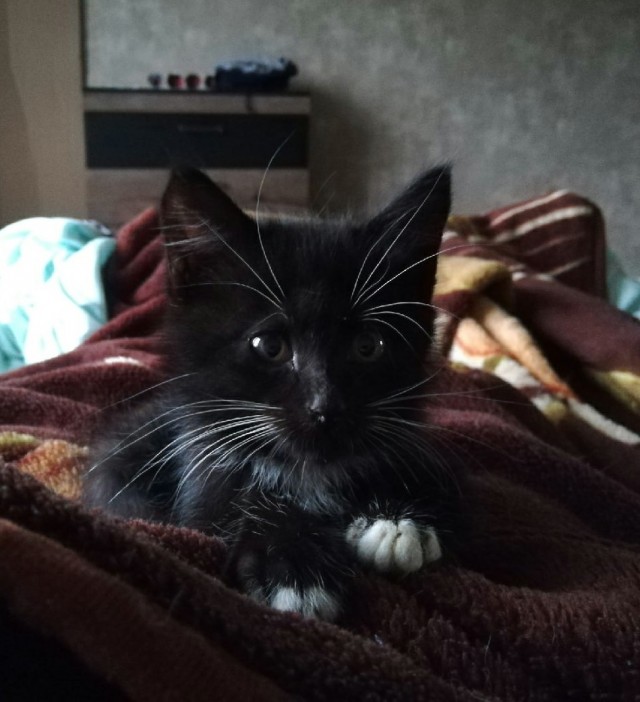 Последний котовторник лета