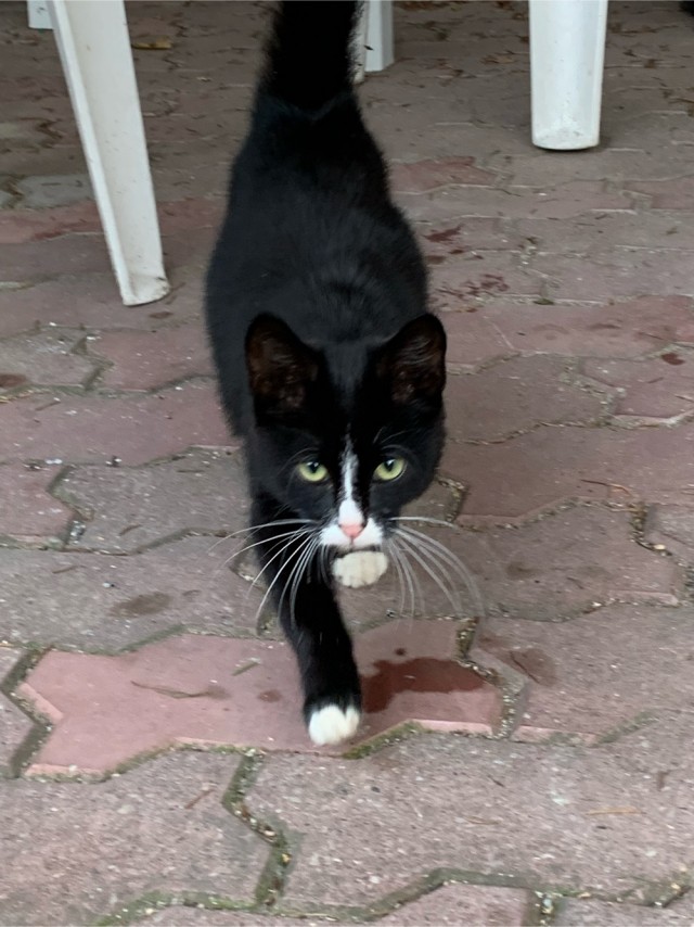 Котовторник 14.09.2021
