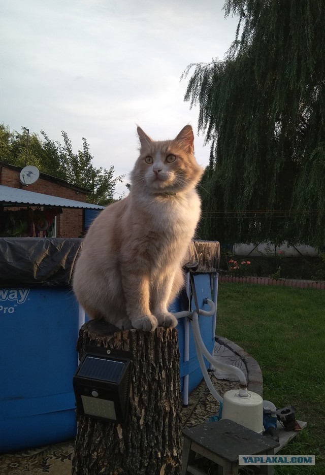Мой самый первый КОТовторник!