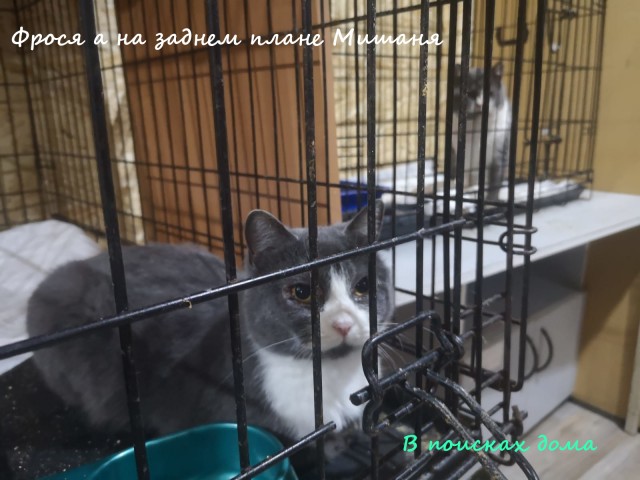 Жизнь домашнего приюта "Котоленд" 314