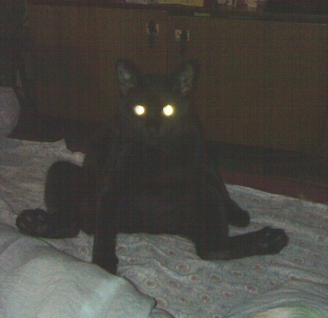 Кошатники,  подскажите