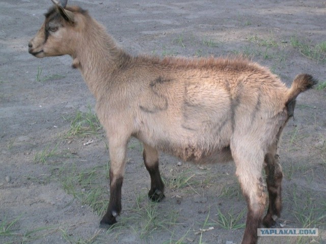 Алтай.