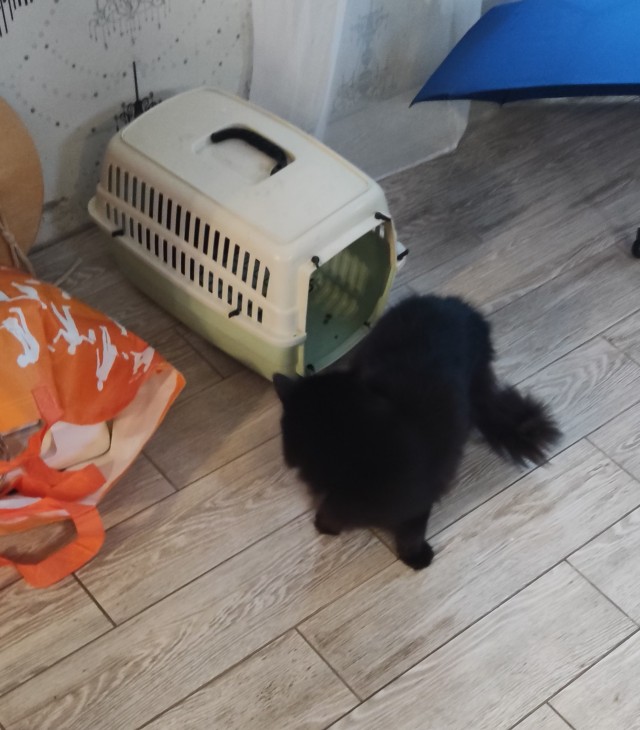 Пополнение в семье кошачьих