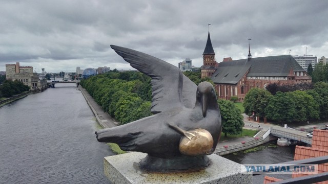 7 дней 8 ночей. Калининград