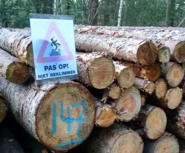 Опять по грибы, только в Нидерландах!