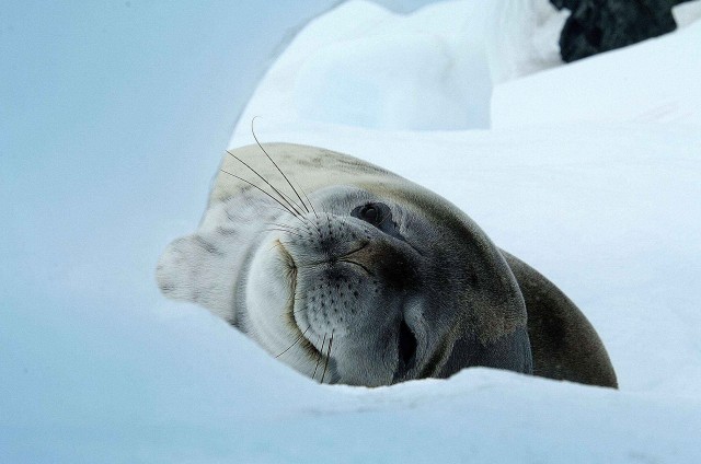 Северный ледовитый океан