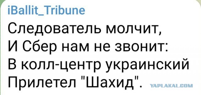 На Украине кошек обвинили в проблемах с интернетом Starlink