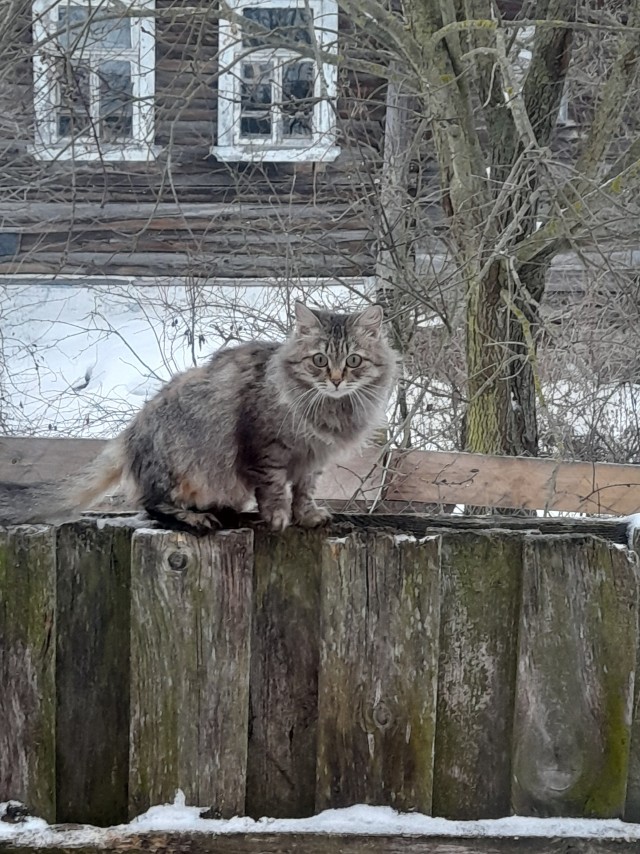 Его зовут Кот