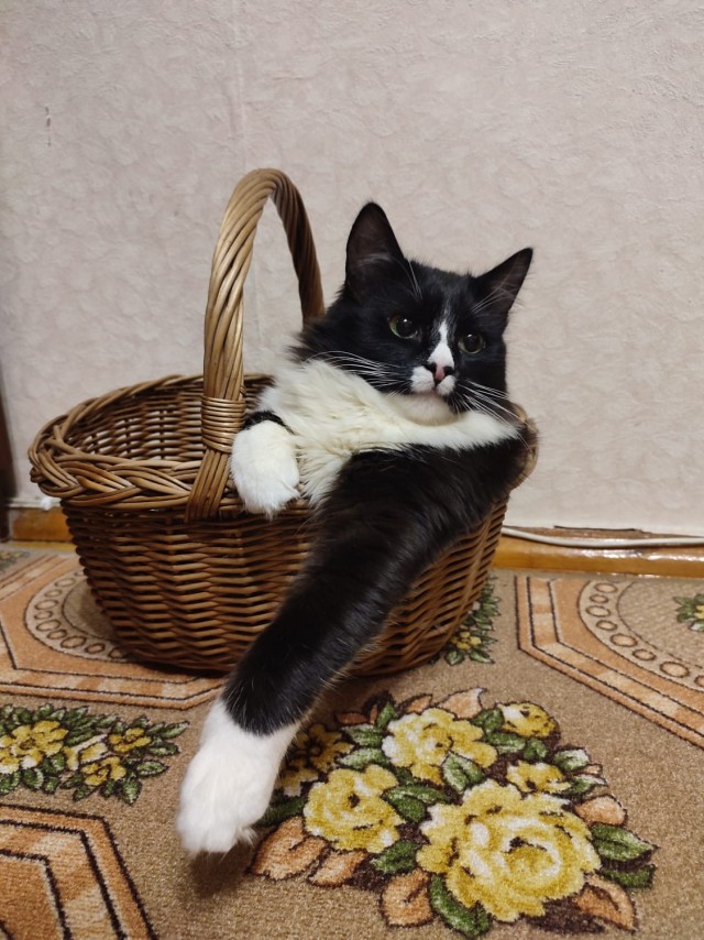 Начинаем котовторник.