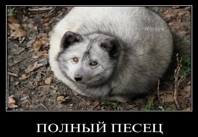 Голодный соболь пришел к жилью человека в поисках пропитания