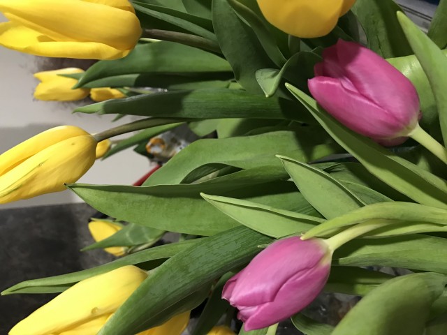 Про тюльпаны на 8 марта, наболело