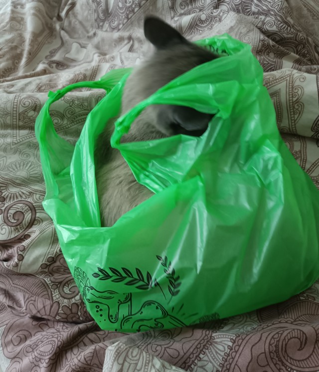 Котовторник