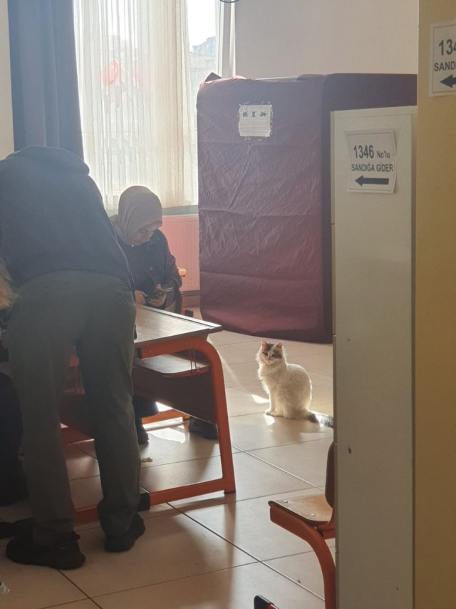 Турецкая избирательница пришла на выборы с овцой